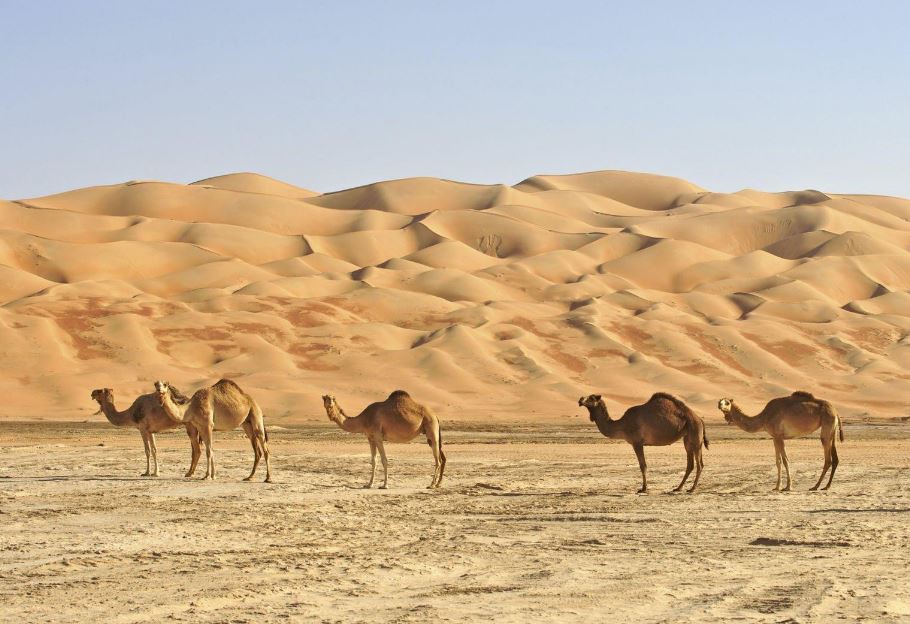 Viaggio di gruppo Oman con Viaggi Tours: La tua Avventura Perfetta
